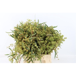Euca Exotica Berry 45cm P Bunch