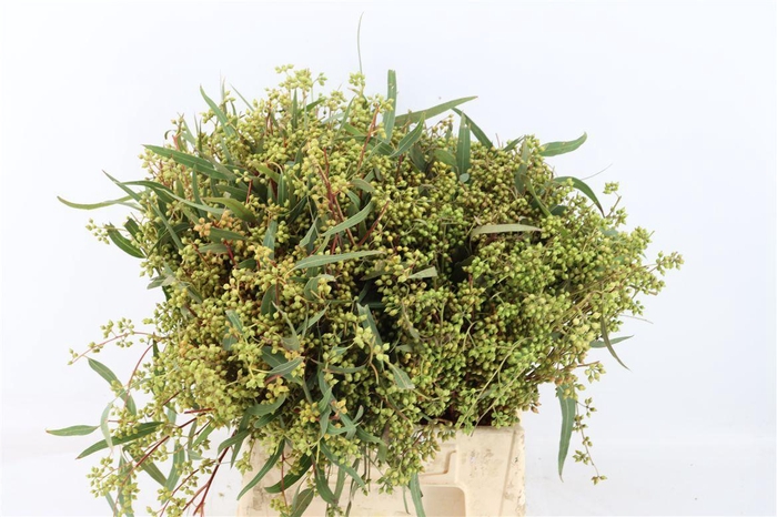 <h4>Euca Exotica Berry 45cm P Bunch</h4>