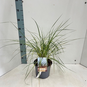 Siergrassen Mix