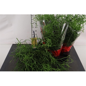 Hp Rhipsalis 15 Cm. H. P. Heteroclada