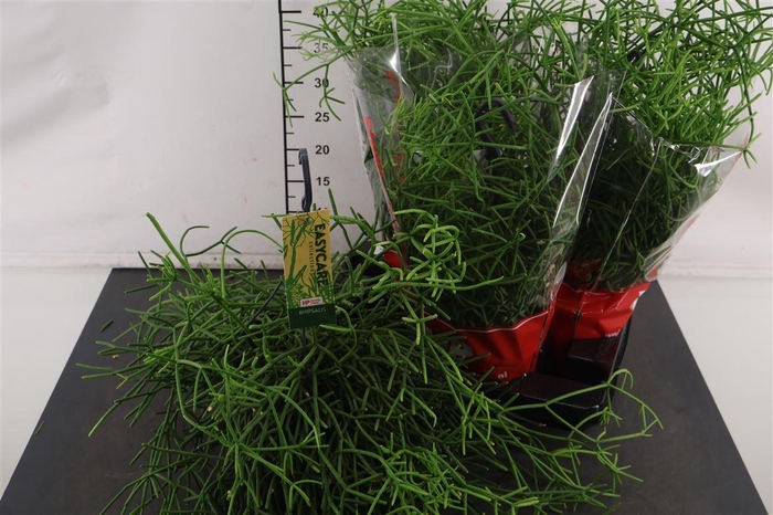 <h4>Hp Rhipsalis 15 Cm. H. P. Heteroclada</h4>