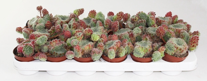 <h4>Sempervivum Ciliosum</h4>