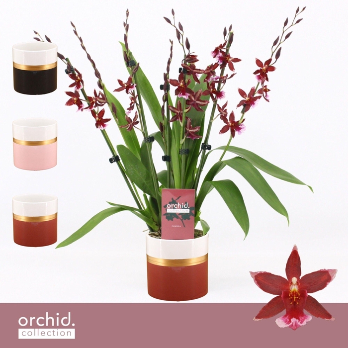 <h4>Barrocco Red, 7+ spike Compact in Dolomite Horizon 'Orchid Collection'</h4>