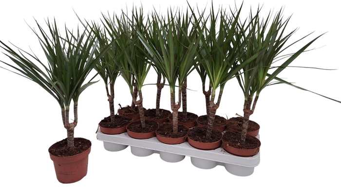 <h4>DRA MARGINATA</h4>