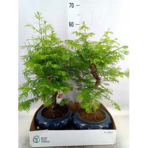 Bonsai   ...