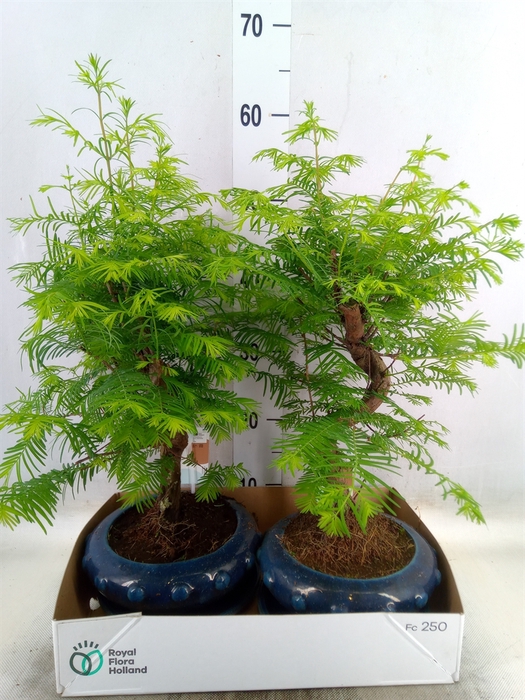 <h4>Bonsai   ...</h4>