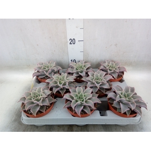 Echeveria   ...