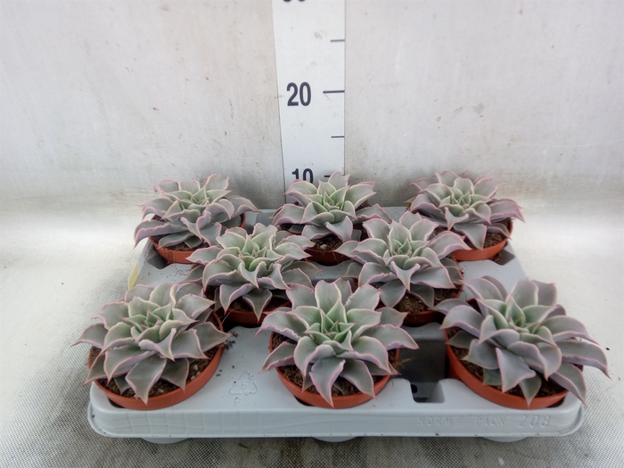 <h4>Echeveria   ...</h4>