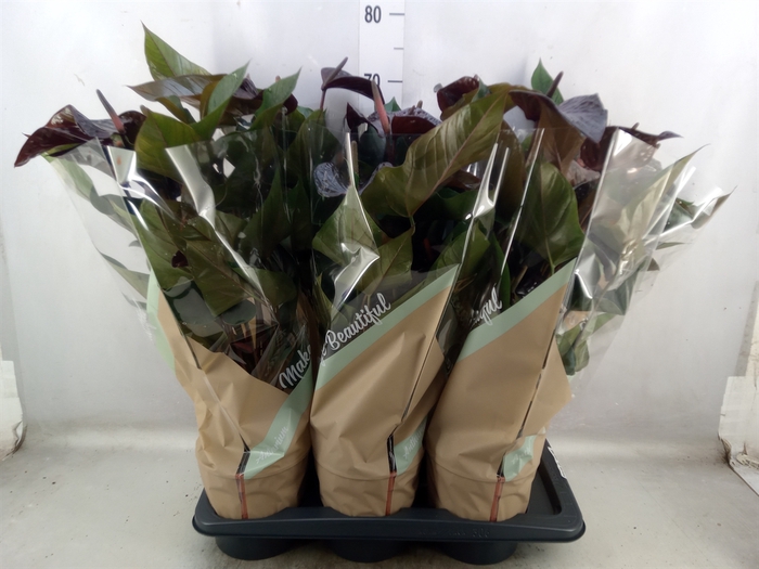 <h4>Anthurium andr. 'Beauty Black'</h4>