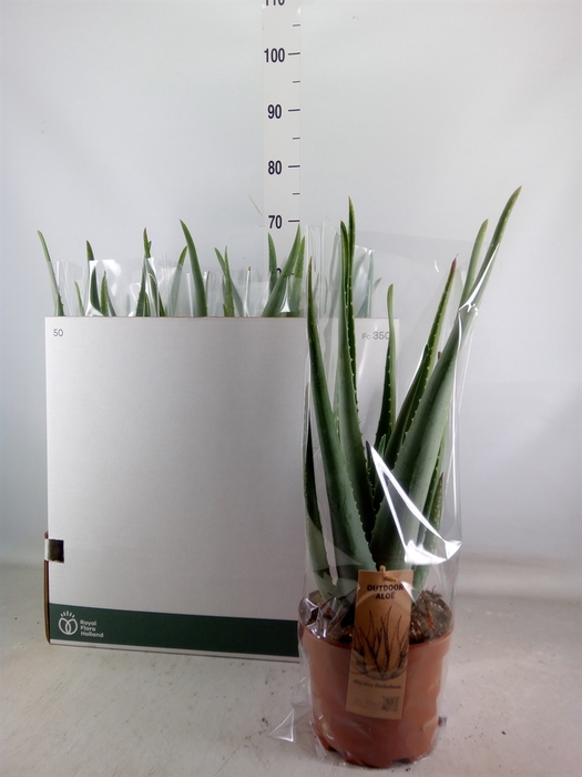 <h4>Aloe vera</h4>