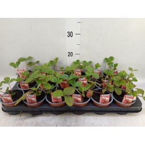 Fragaria ananassa 'Ostara'