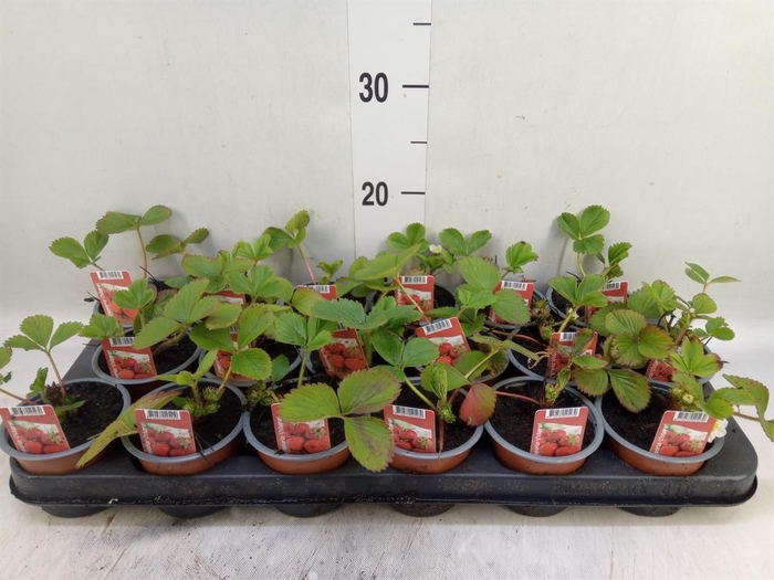 <h4>Fragaria ananassa 'Ostara'</h4>