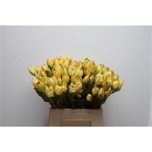 Leucad Discolor Yellow Spray