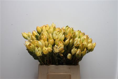 Leucad Discolor Yellow Spray