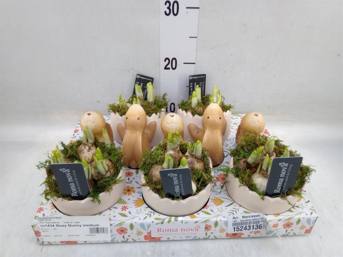 <h4>Arr. Narcissus</h4>