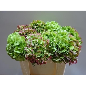 Hydr M Ch Whi Ver Cl