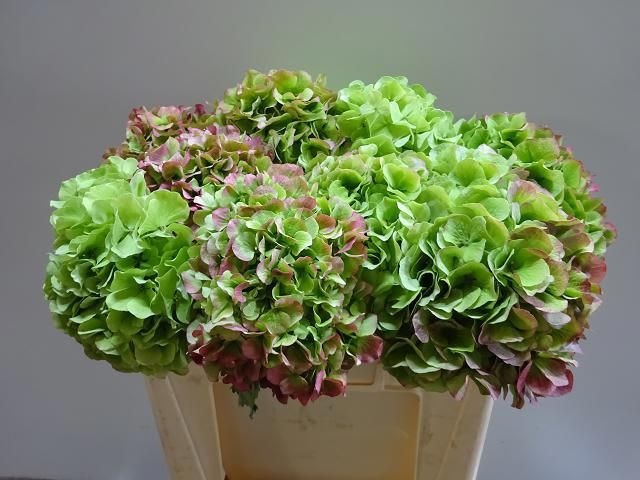 <h4>Hydr M Ch Whi Ver Cl</h4>