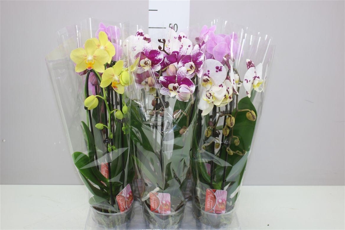 <h4>Phal Cascade Mix 2 Tak</h4>
