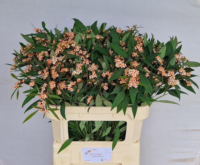 <h4>EUPH F T FIRE KING</h4>