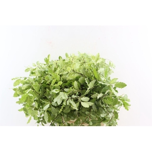 Pittosp Nevato Wit 150gr P Bunch