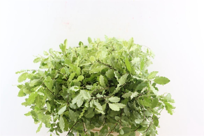 <h4>Pittosp Nevato Wit 150gr P Bunch</h4>