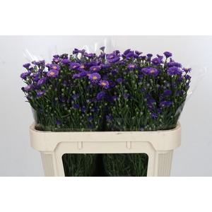 Aster Casamare