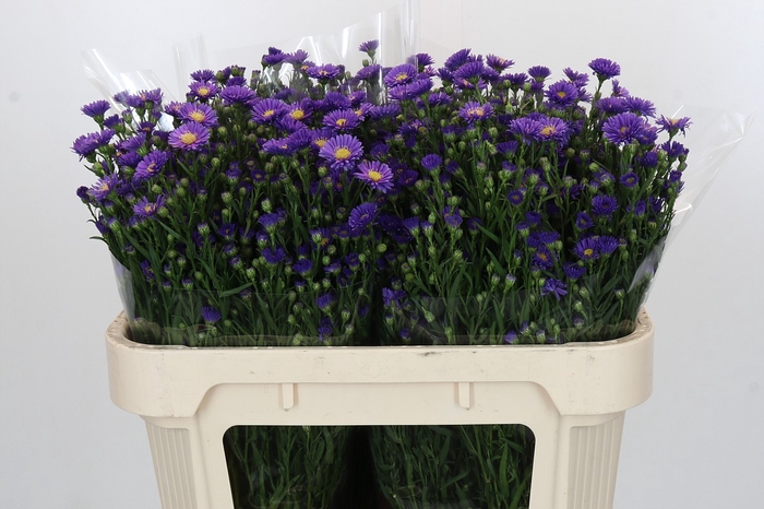 <h4>Aster Casamare</h4>