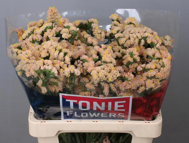 <h4>LIM S GLOW SUN BIRDS</h4>