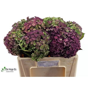 HYDR M BEAU LUXOR CL