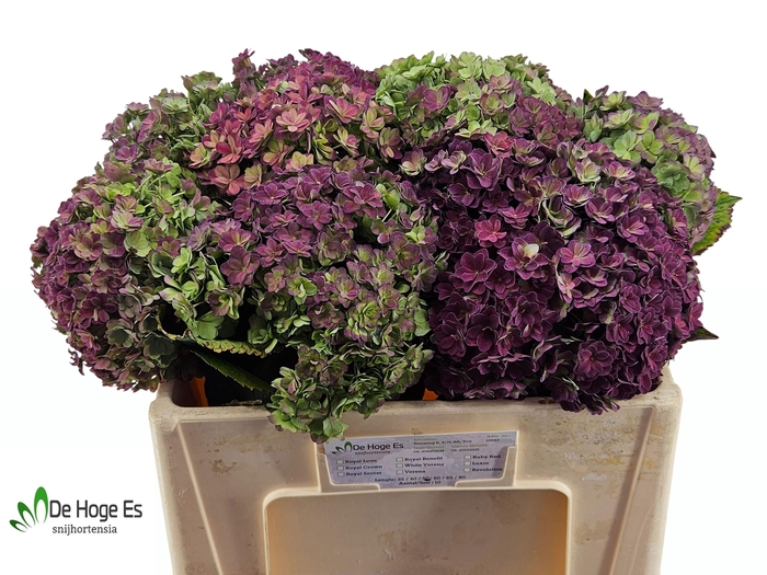 <h4>HYDR M BEAU LUXOR CL</h4>