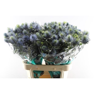 Eryn Supernova Qstar