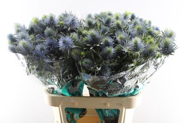 <h4>Eryn Supernova Qstar</h4>