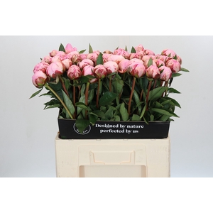 Paeonia Sarah Bernhardt