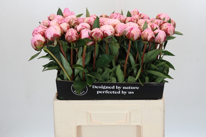Paeonia Sarah Bernhardt