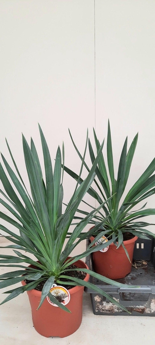 <h4>YUCCA GLORIOSA</h4>