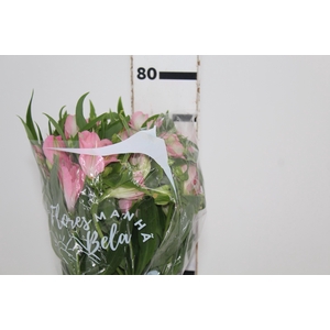 ALSTROEMERIA DUBAI 080 CM