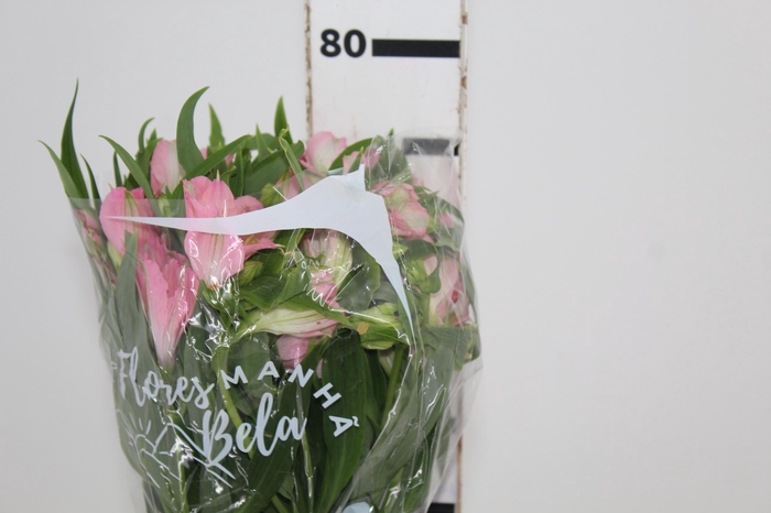 ALSTROEMERIA DUBAI 080 CM