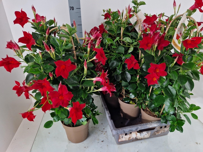 <h4>MANDE SUN RED</h4>