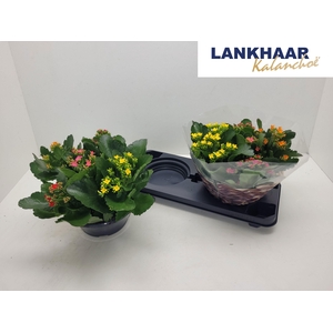 KAL EN GEM IN POT