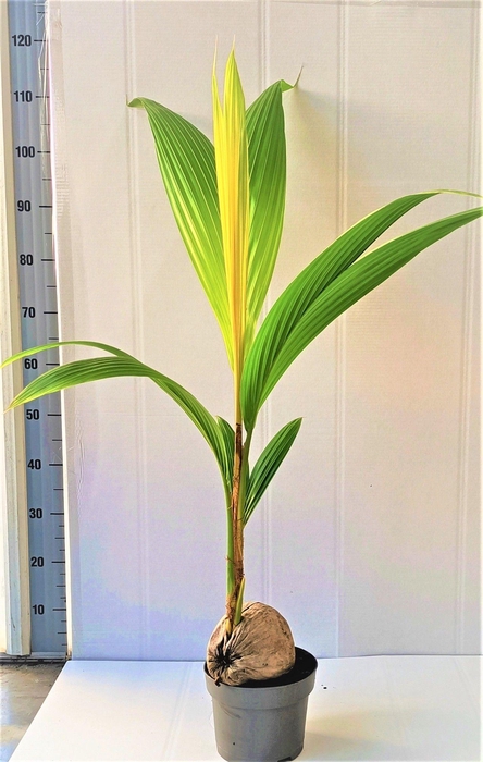 <h4>cocos golden malay</h4>