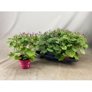 Pericallis (Cruentus Grp) Senetti gemengd