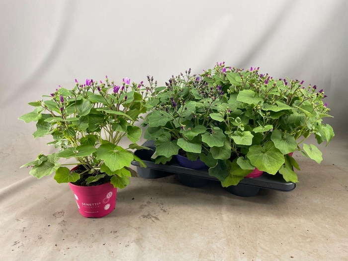 <h4>Pericallis (Cruentus Grp) Senetti gemengd</h4>