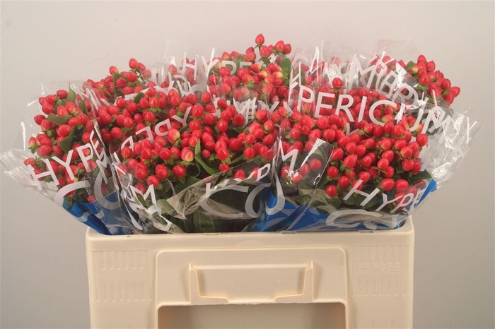 <h4>Hyp Coco Rio Red</h4>