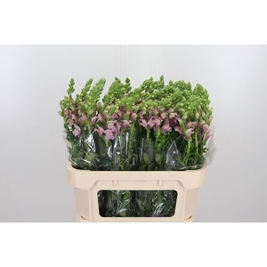 Antirrhinum M Laven