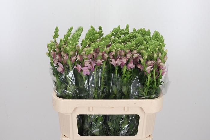 <h4>Antirrhinum M Laven</h4>