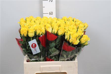 <h4>R Gr Moonwalk</h4>