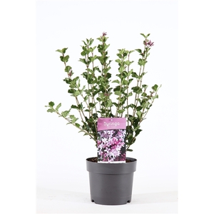 Syringa mey. 'Palibin' P19/C3