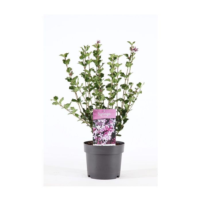 <h4>Syringa mey. 'Palibin' P19/C3</h4>