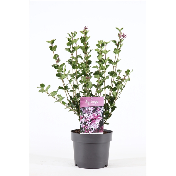 Syringa mey. 'Palibin' P19/C3