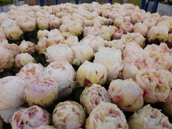 <h4>Paeo Class Act</h4>